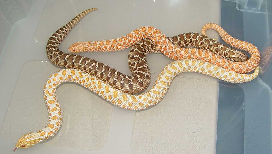 albinoboas.com