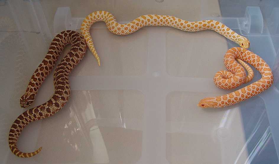 albinoboas.com